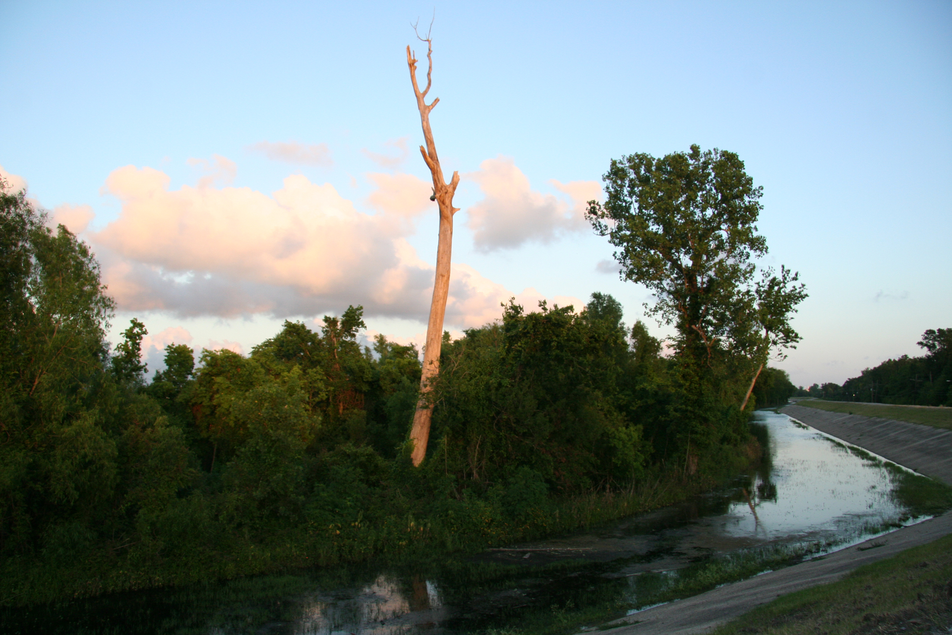 Geisterbaum am Entwässerungskanal/ghost tree by the drainage canal